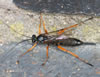 Pimpla rufipes