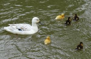 white duck
