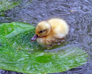 ducklings
