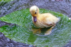 duckling