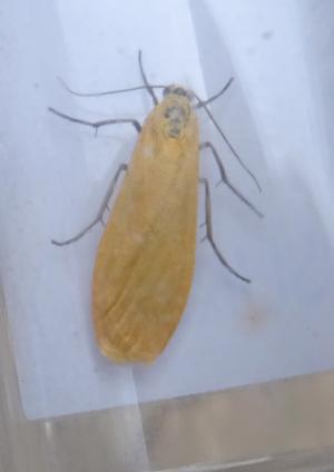 orange footman