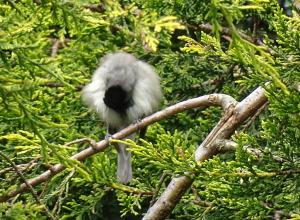 blackcap