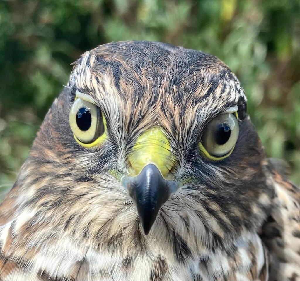 Face of a juvenile sparrowhawk.