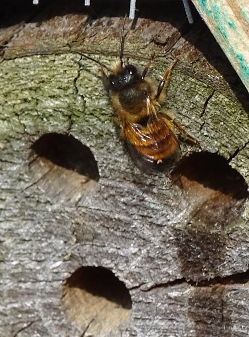 bee