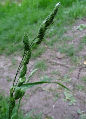 grass