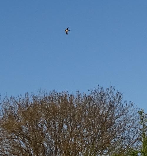 swallow