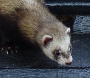 ferret