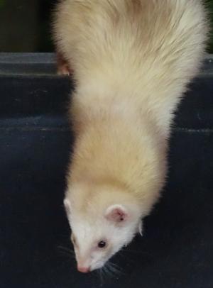 ferret