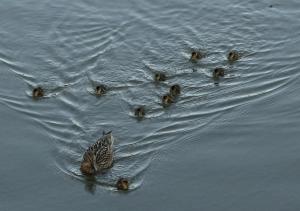 ducks