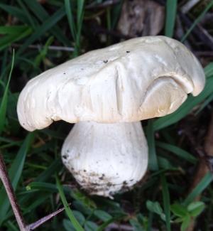 fungi