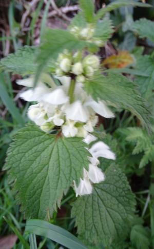 dead nettle