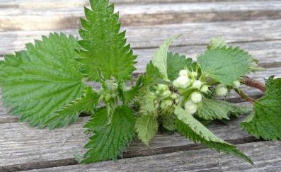 nettle