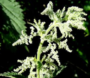 nettle