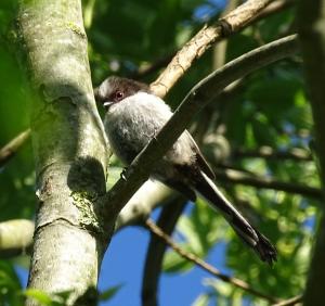 ltt