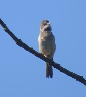 whitethroat