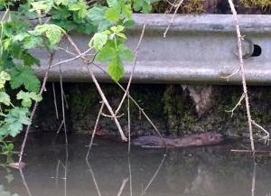 vole