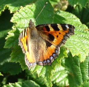 tortoiseshell