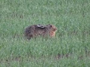 hare