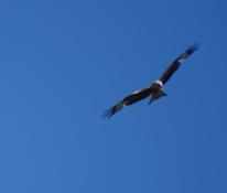 kite