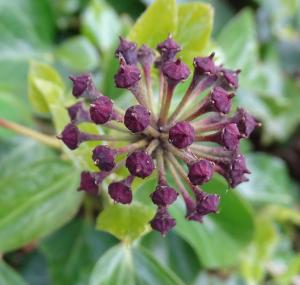 ivy