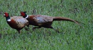 pheasant