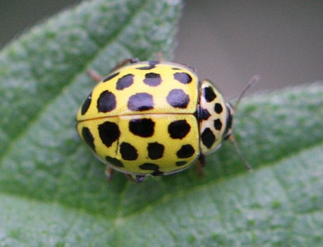 22 Spot Ladybird