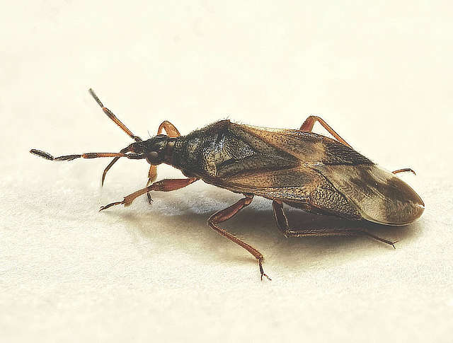 Anthocoris butleri