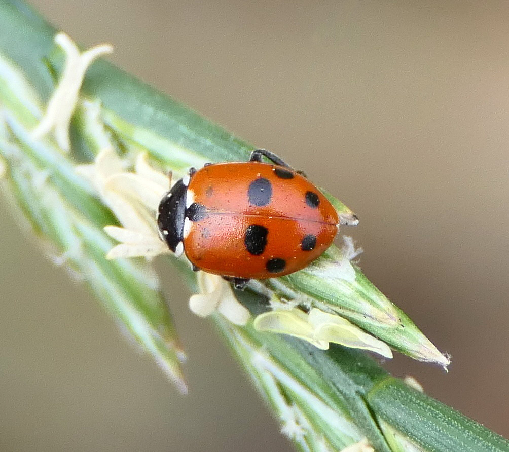 Adonis Ladybird
