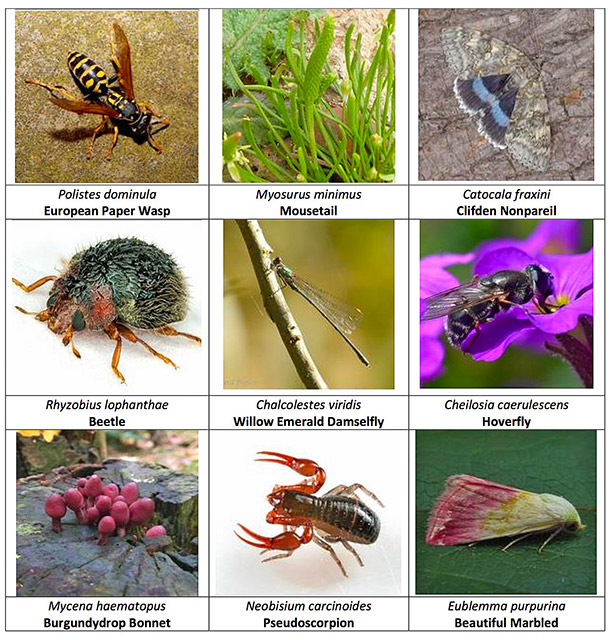 NatureSpot Annual Report 2019