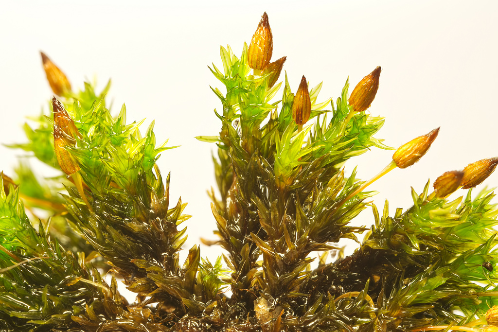 Anomalous Bristle-moss