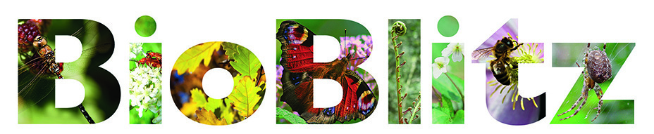 BioBlitz