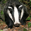 badger