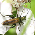 beetle