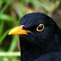 blackbird