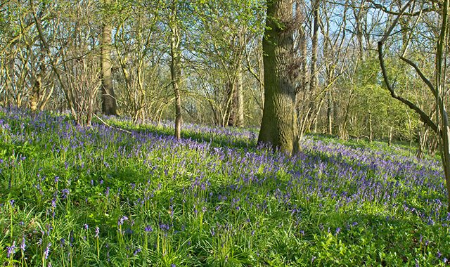 Bluebells