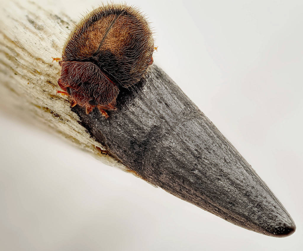 Bristly ladybird Rhyzobius lophanthae 