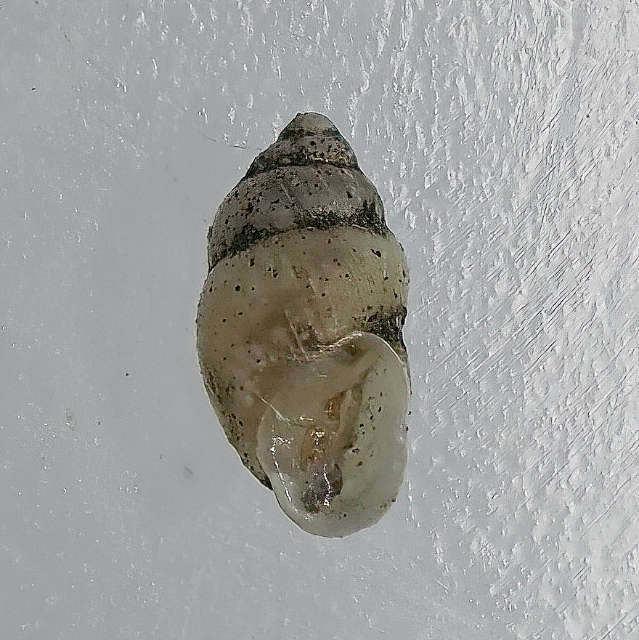 Short-toothed Herald Snail
