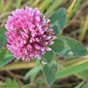 Red Clover