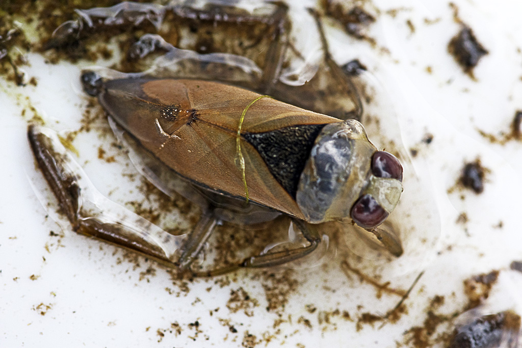 Common Backswimmer