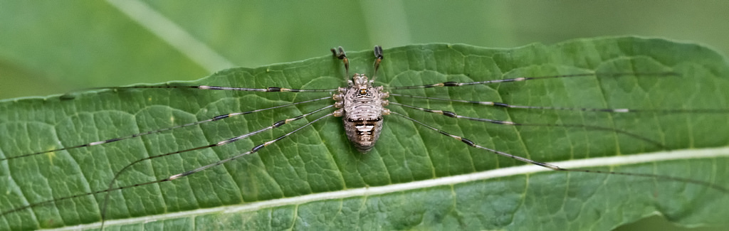 Dicranopalpus ramosus