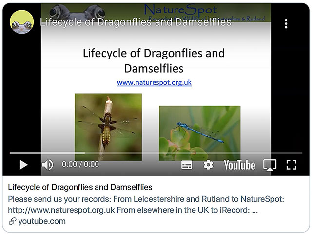 Dragonflies and Damselflies