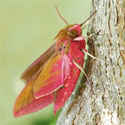 Elephant Hawkmoth