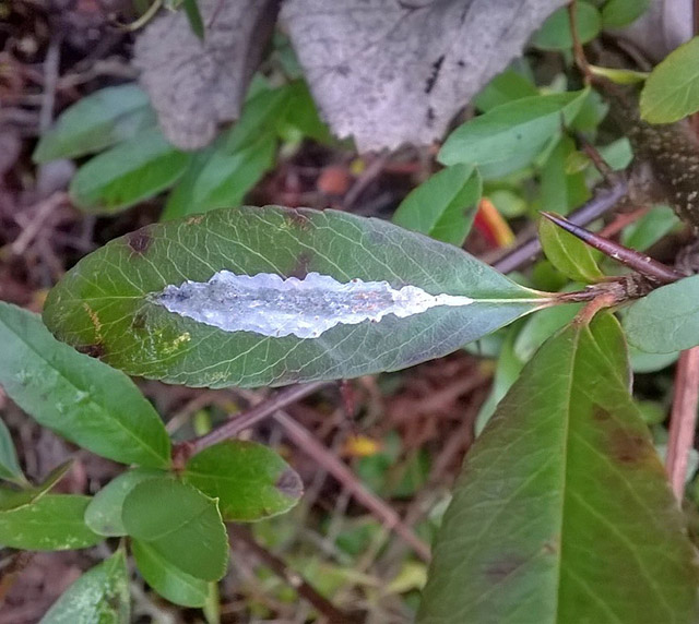 Firethorn Leaf Miner