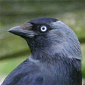 Jackdaw