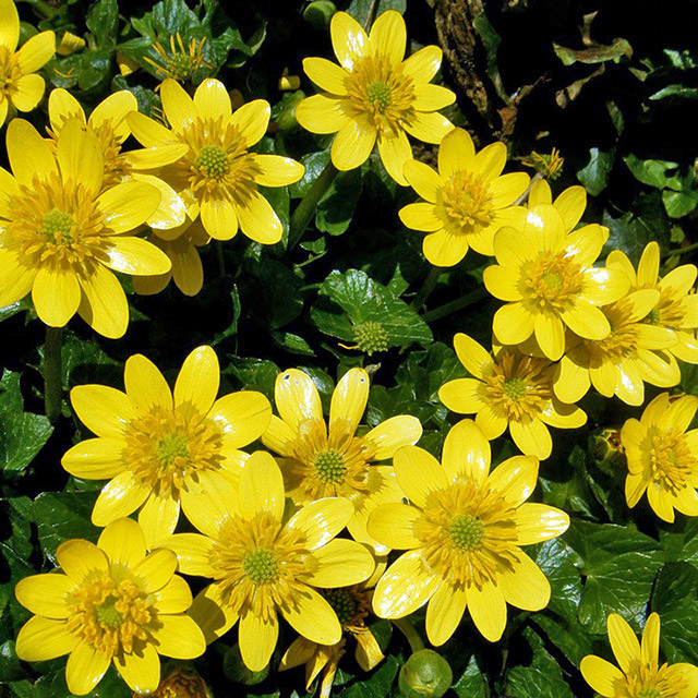 Lesser Celandine