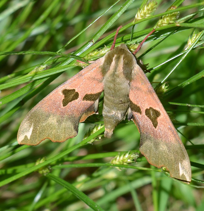 Lime Hawk-moth