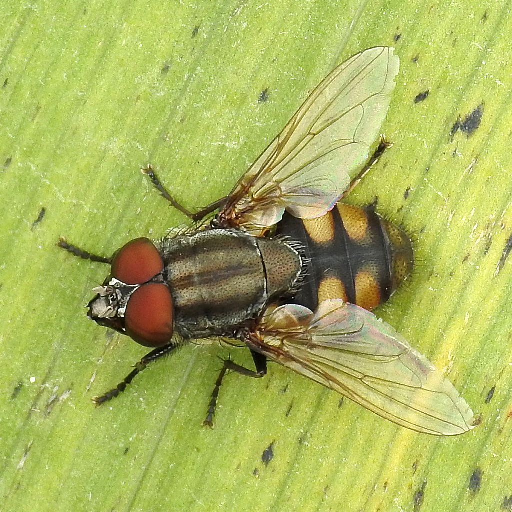Locust Blowfly