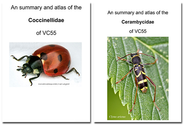 Ladybirds and Longhorns