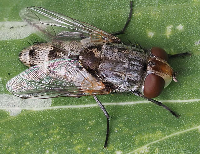 Miltogramma punctata