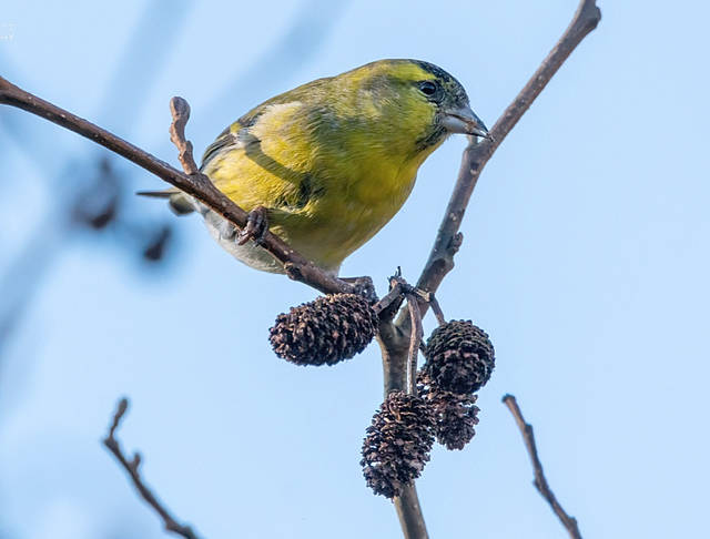 Siskin